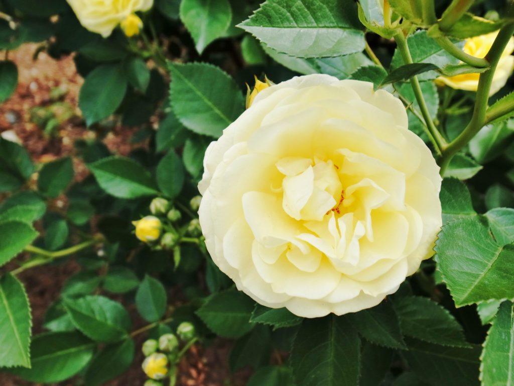 カップ咲きのバラ│rosemuseum.jp