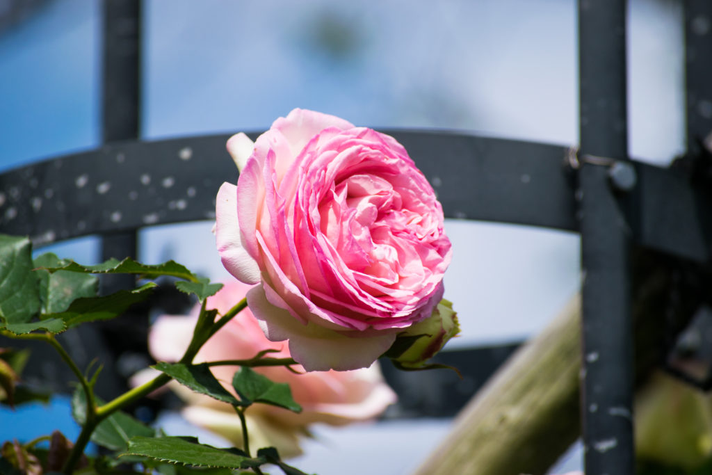 カップ咲きのバラ│rosemuseum.jp