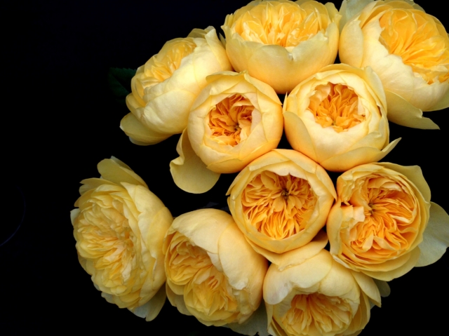 カップ咲き カップ咲きのバラ│rosemuseum.jp