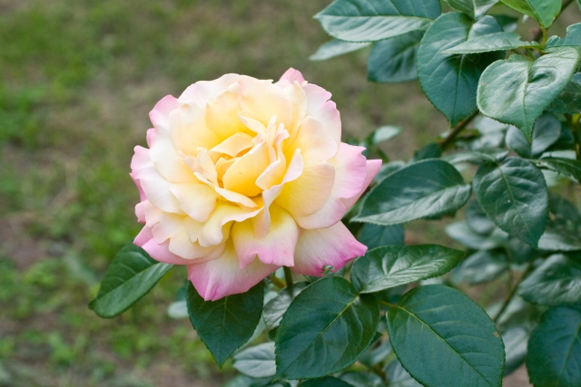 剣弁高芯咲き